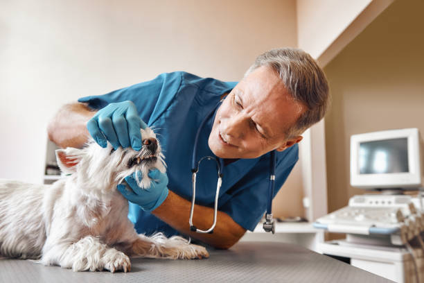 Best Emergency Gum Pain Relief  in Rose Hill, VA